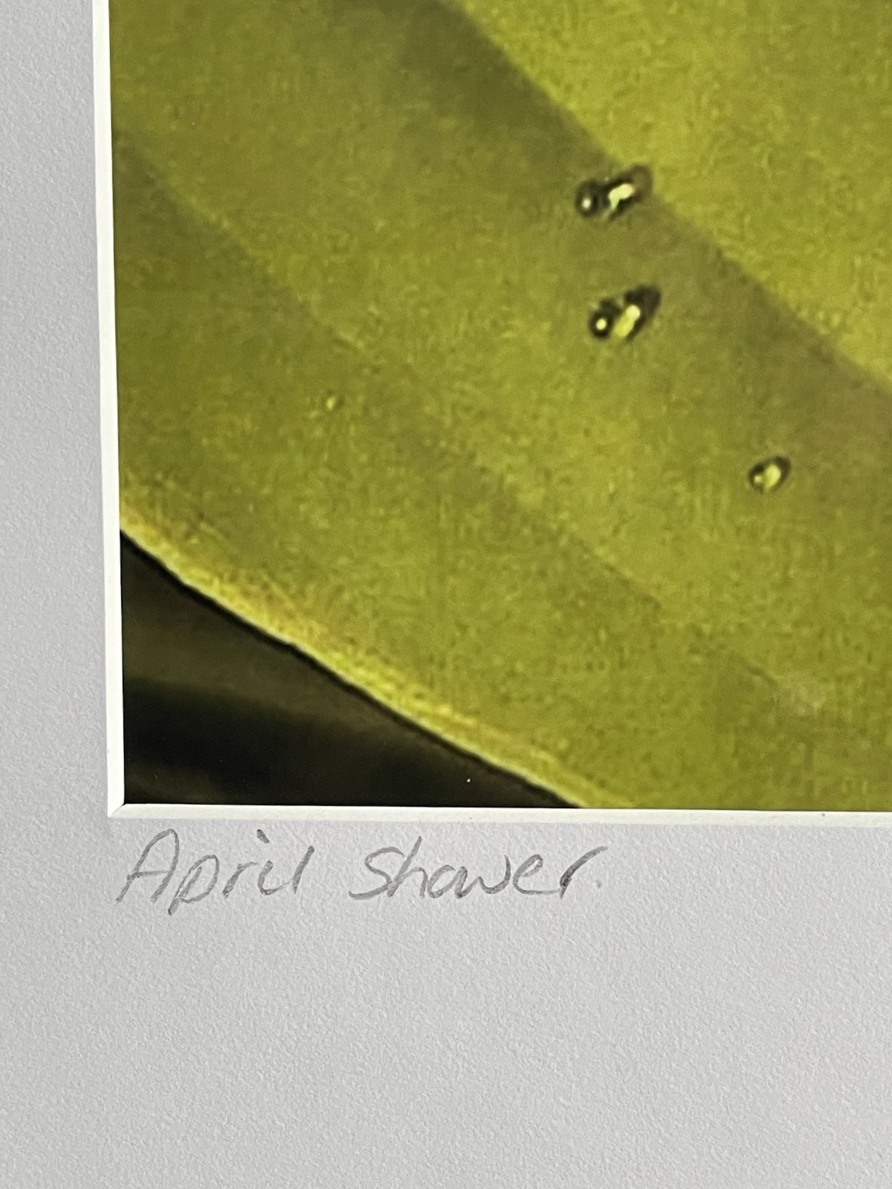 “April Shower” image 2