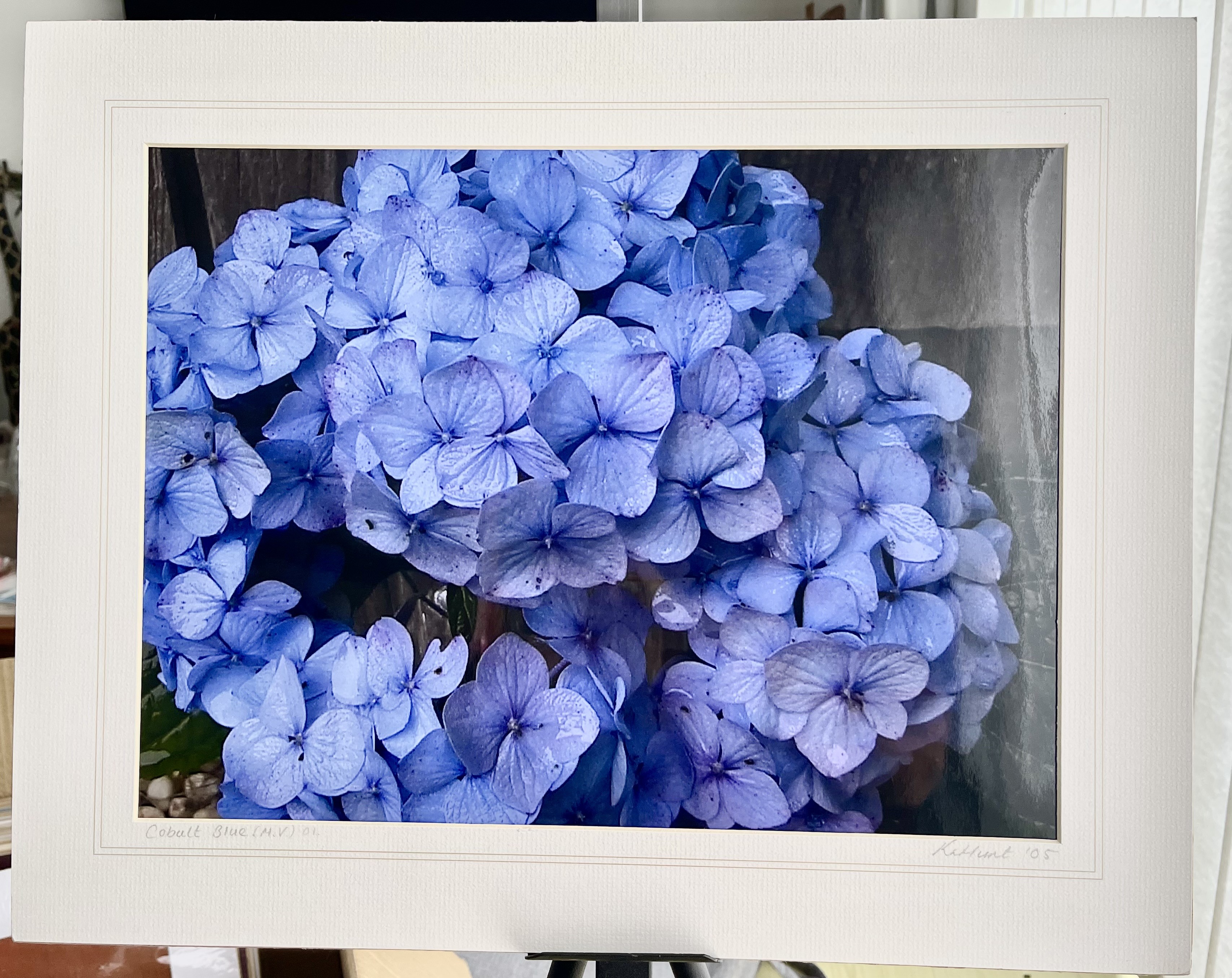 ‘Cobalt Blue’  hydrangeas.