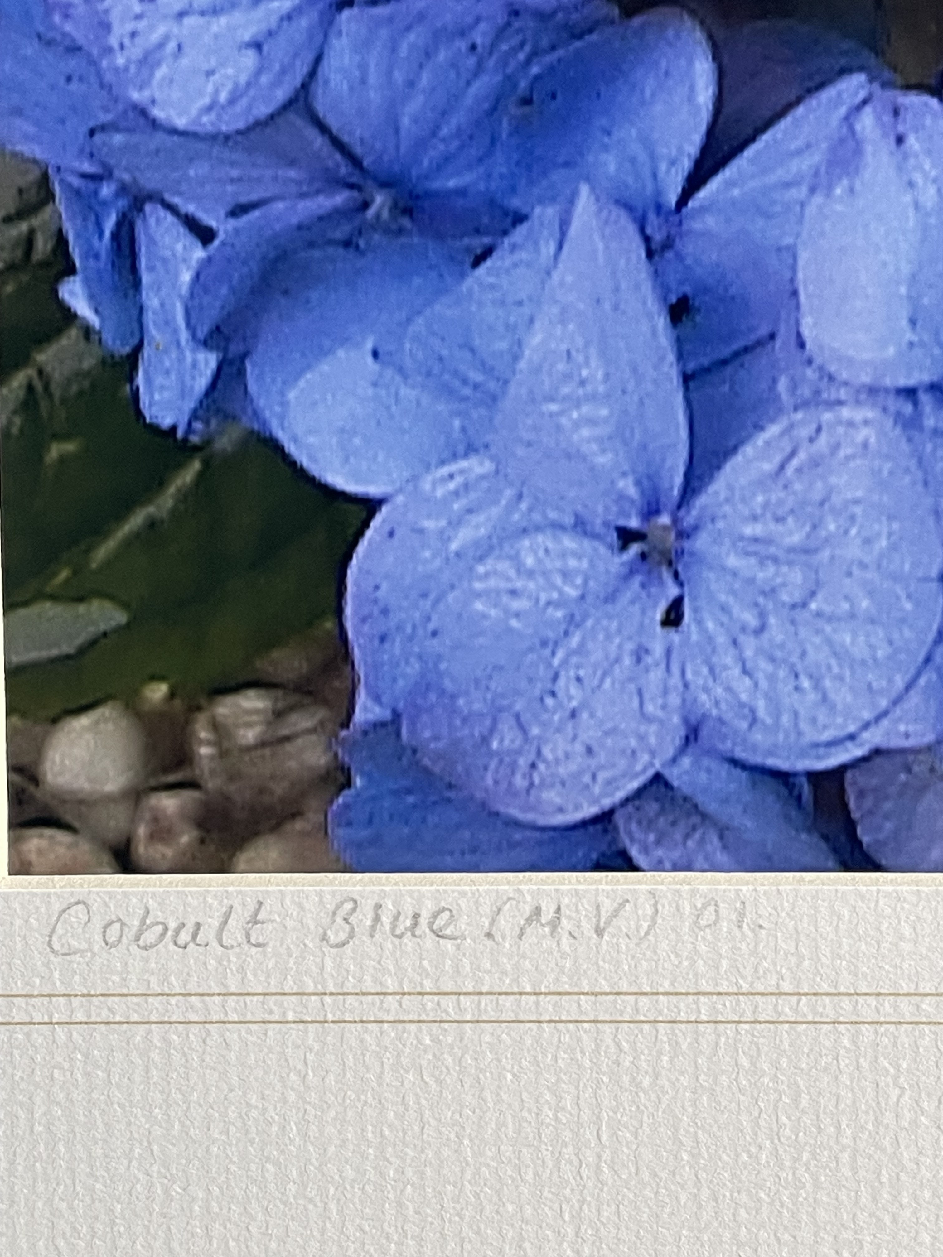 ‘Cobalt Blue’  hydrangeas. image 2