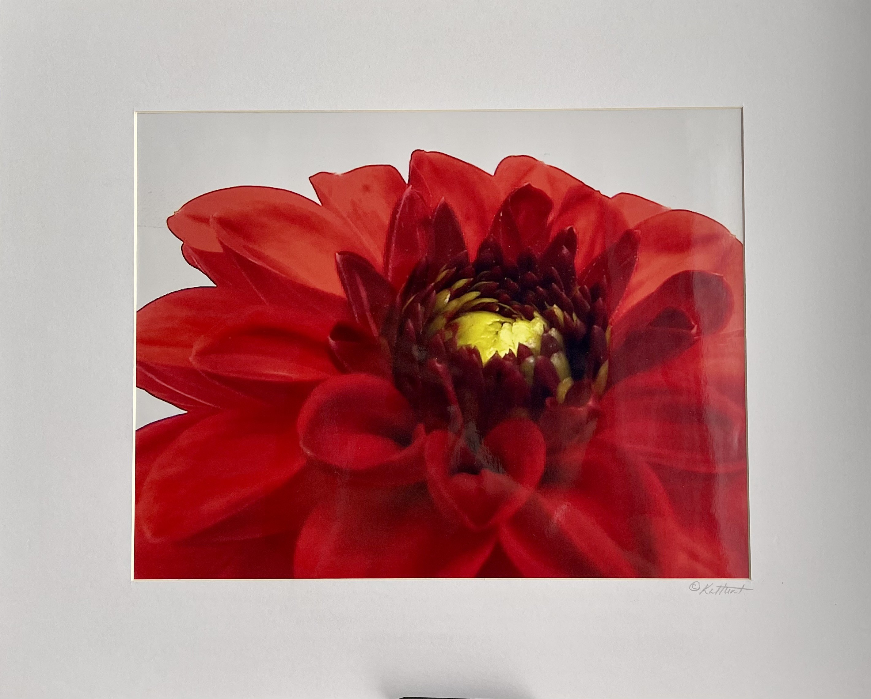 “Red Dahlia”