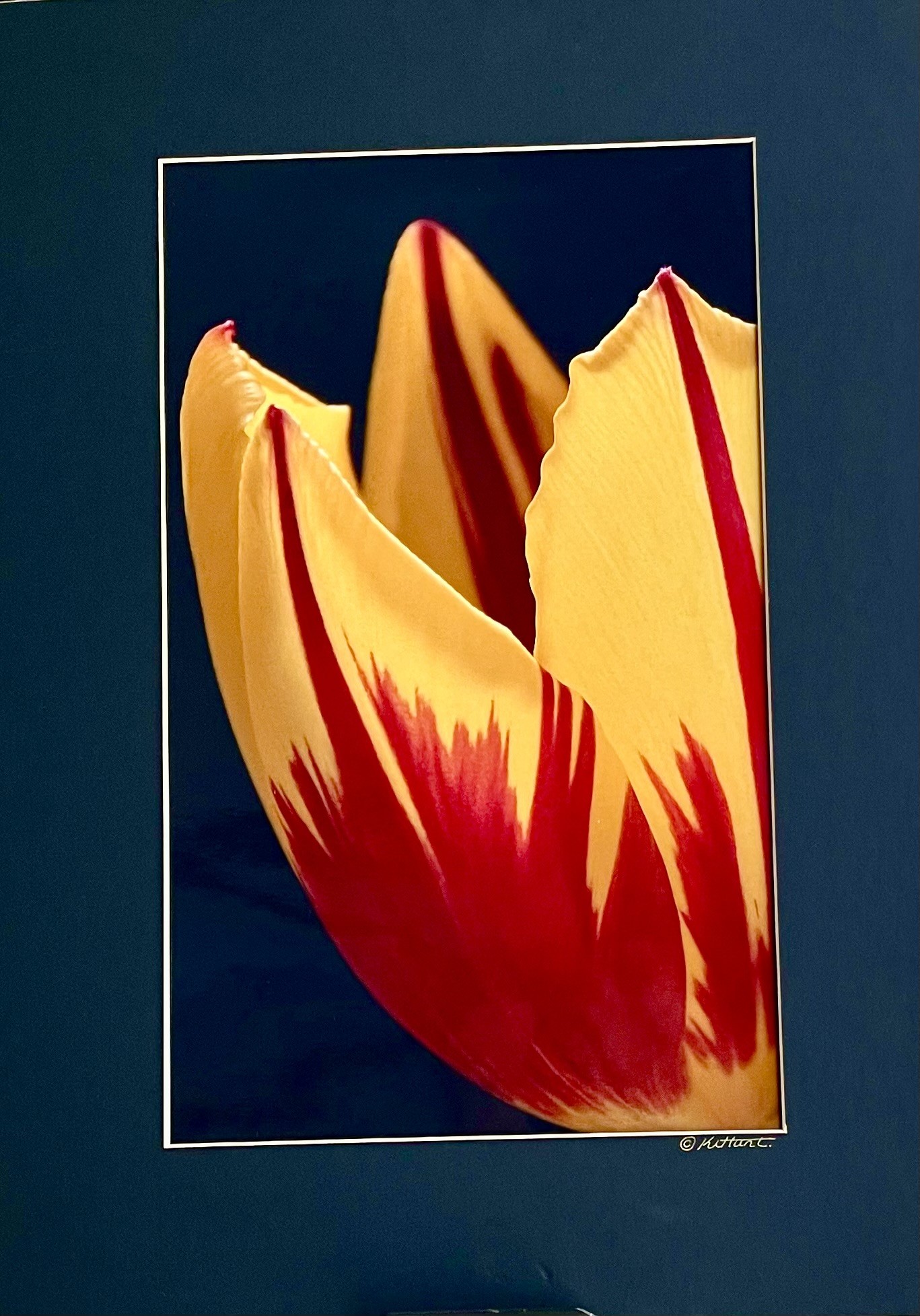 “Tulip”  abstract flower.