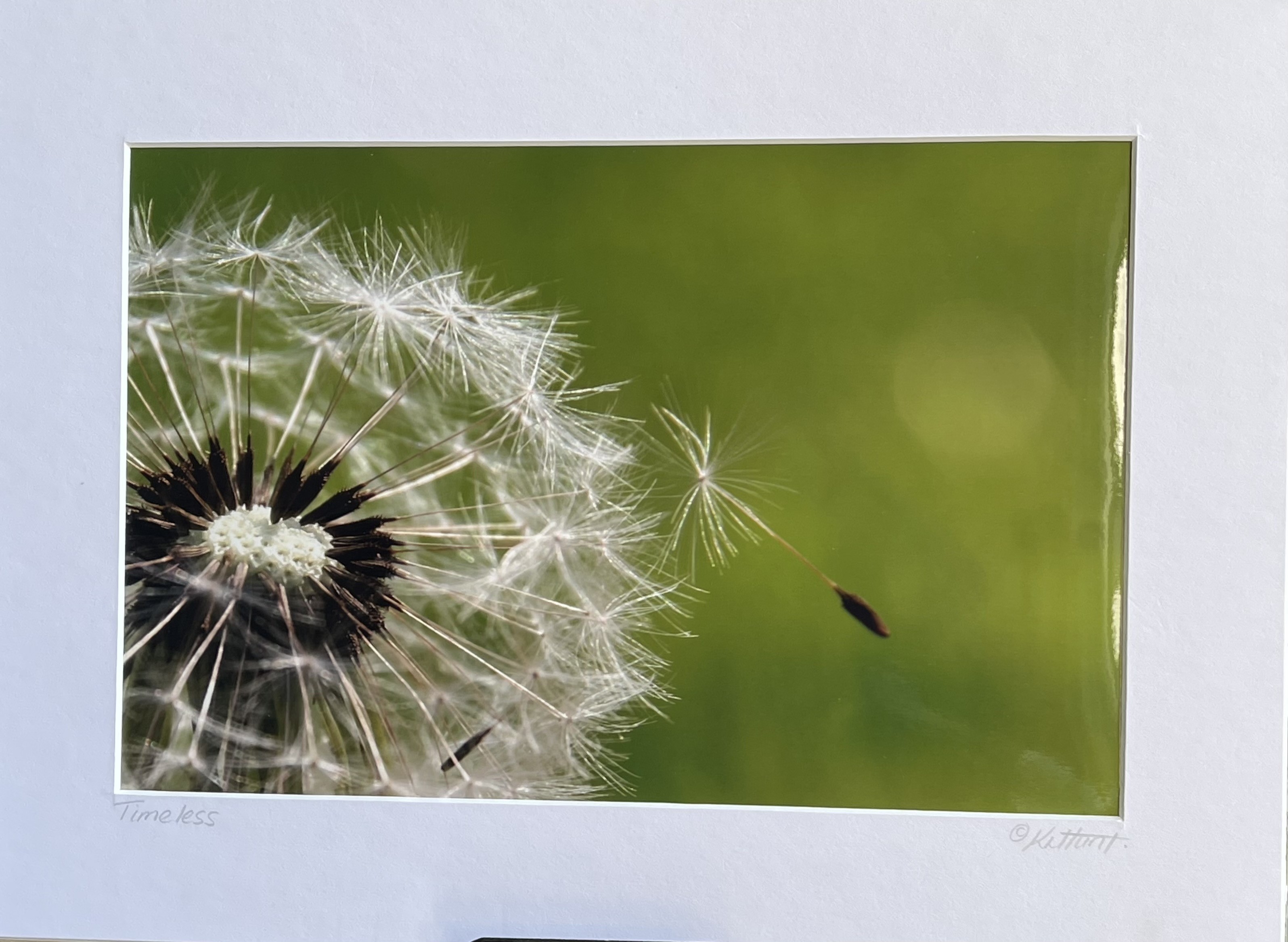 Timeless dandelion ‘clock’