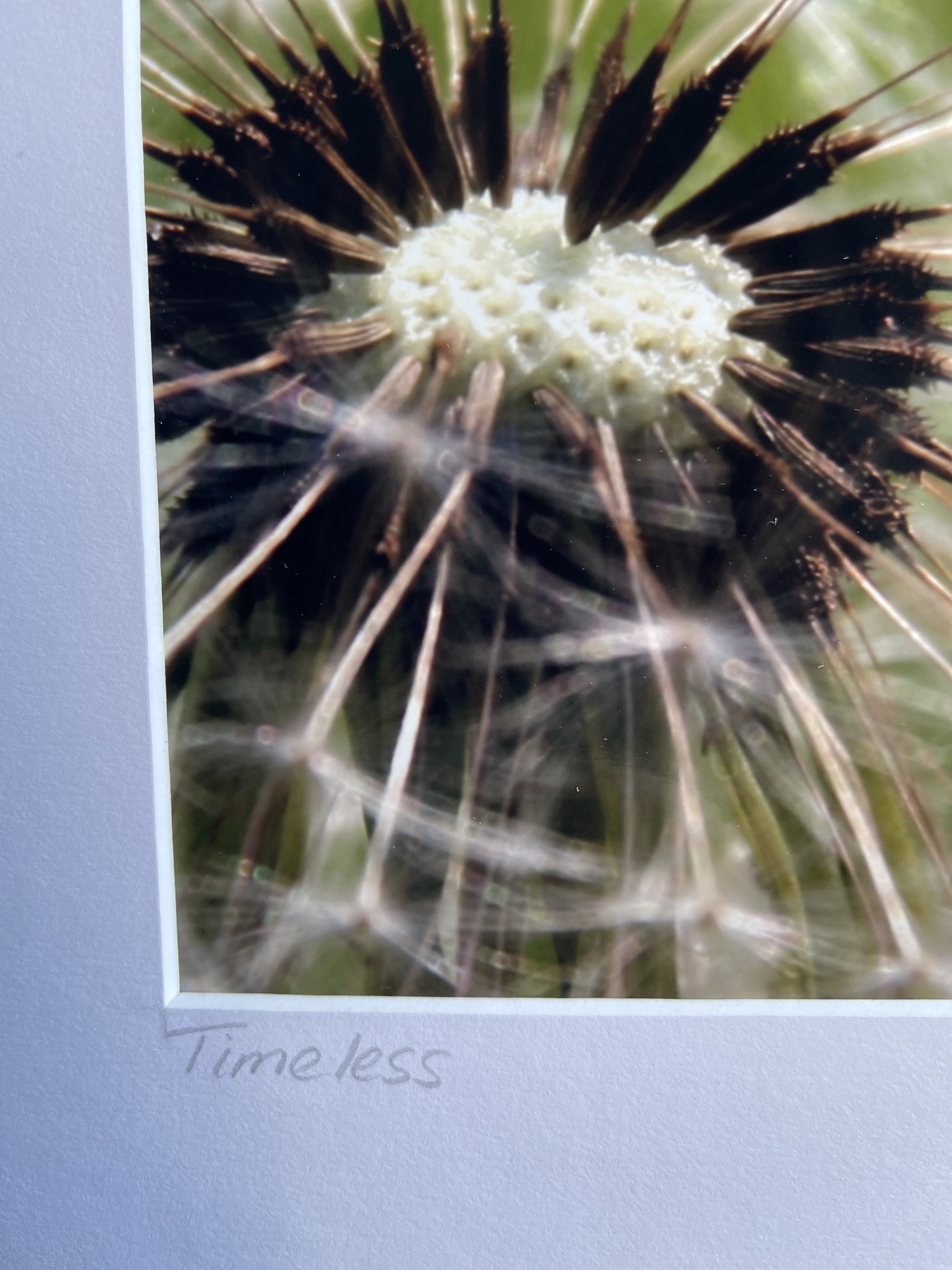 Timeless dandelion ‘clock’ image 2