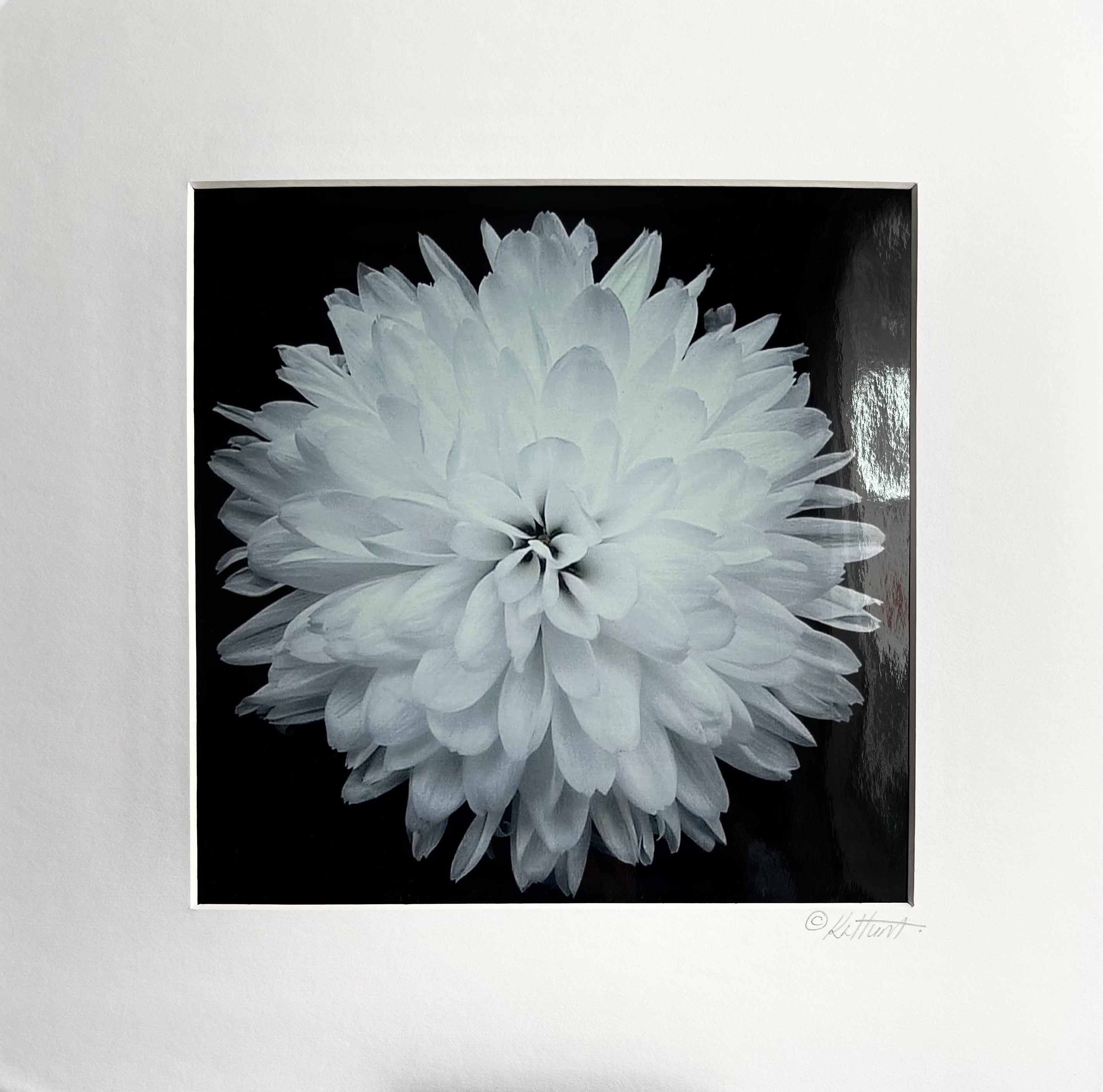 Dahlia Square print.