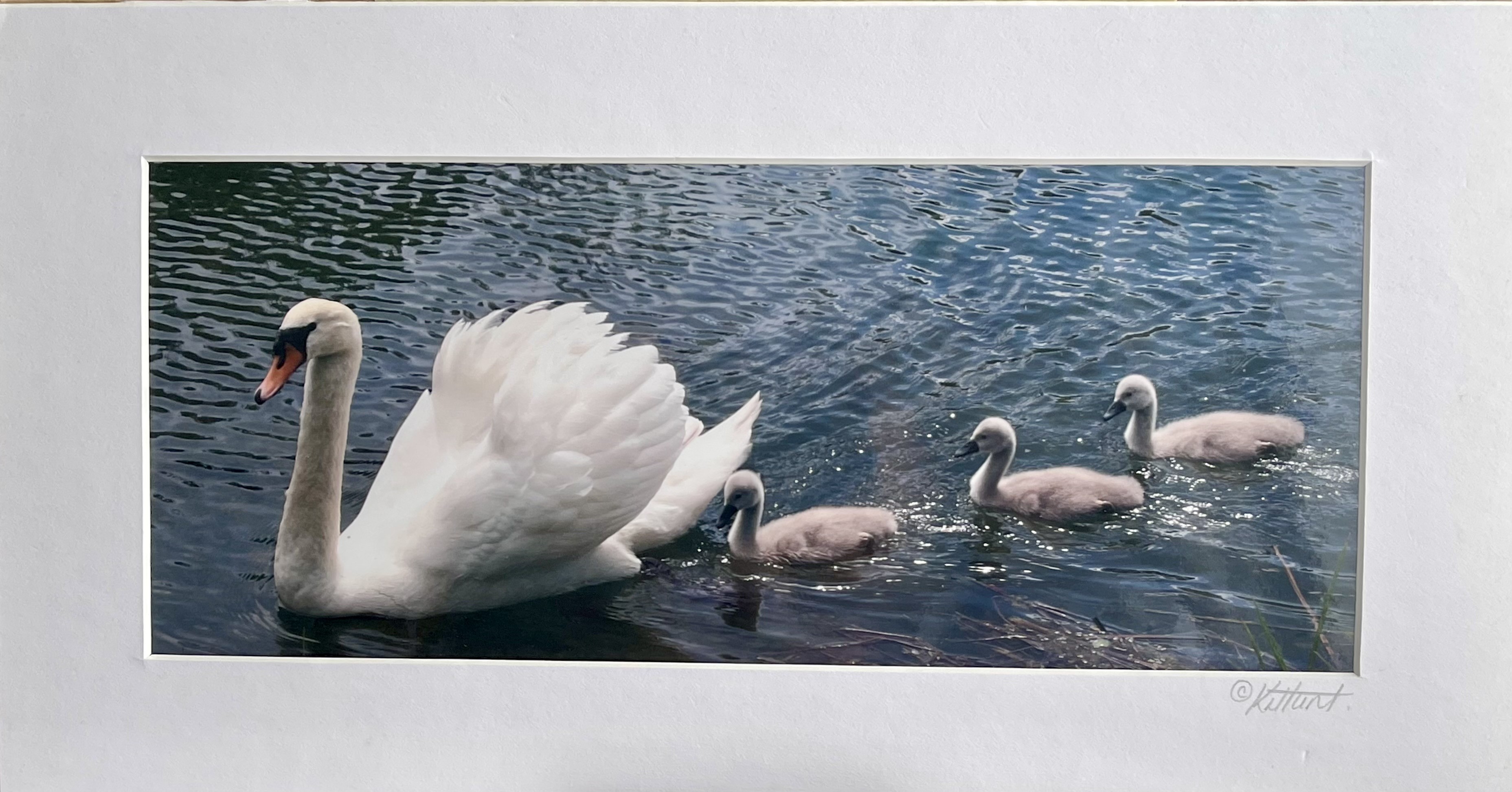 Swan with Cygnets .